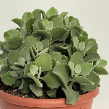 Kalanchoe millotii